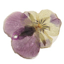 Pansy Epoxy Resin Real Dried Flower Pendant Charms for Jewelry Making DIY Necklace Earring w/Hole