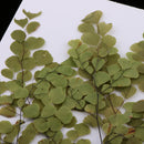 10 Pieces Natural Pressed Dried Flower Adiantum for DIY Arts Crafts Scrapbooking