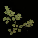 10 Pieces Natural Pressed Dried Flower Adiantum for DIY Arts Crafts Scrapbooking