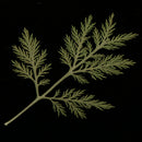 10 Pieces Green Dried Pressed Leaf Leaves Plants Herbarium For Jewelry Postcard Photo Frame Phone Case Making DIY