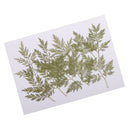 10 Pieces Green Dried Pressed Leaf Leaves Plants Herbarium For Jewelry Postcard Photo Frame Phone Case Making DIY