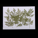 10 Pieces Green Dried Pressed Leaf Leaves Plants Herbarium For Jewelry Postcard Photo Frame Phone Case Making DIY