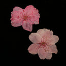 10 Pieces Natural Pressed Dried Sakura Flower Cherry Blossom for DIY Arts Crafts