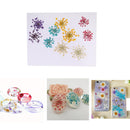 10 Pieces 1- 2cm Mini Pressed Dried Ammi majus Flower For Resin Jewelry Pendant Bracelet Phone Case Arts & Crafts DIY Accessories