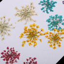 10 Pieces 1- 2cm Mini Pressed Dried Ammi majus Flower For Resin Jewelry Pendant Bracelet Phone Case Arts & Crafts DIY Accessories