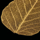5 Pieces Natural Pressed Dried Linden Leaves Bodhi Leaf for DIY Arts and Crafts