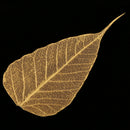 5 Pieces Natural Pressed Dried Linden Leaves Bodhi Leaf for DIY Arts and Crafts
