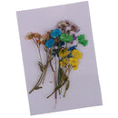 10 Pieces Natural Pressed Dried Daisy Flowers Dried Real Flowers for DIY Scrapbooking Crafts
