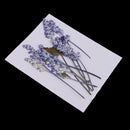 Pack of 10 Mixed Real Pressed Dried Flowers Natural Dry Sage Flowers Embellishments DIY Making Card Handmade Jewelry Resin Crafts Scrapbooking Art Crafts Accessories
