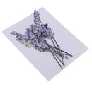 Pack of 10 Mixed Real Pressed Dried Flowers Natural Dry Sage Flowers Embellishments DIY Making Card Handmade Jewelry Resin Crafts Scrapbooking Art Crafts Accessories