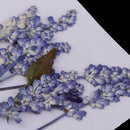 Pack of 10 Mixed Real Pressed Dried Flowers Natural Dry Sage Flowers Embellishments DIY Making Card Handmade Jewelry Resin Crafts Scrapbooking Art Crafts Accessories