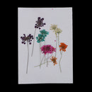 10 Pieces 1- 2cm Mini Real Pressed Dried Ammi majus Lace Flower For Resin Jewelry Pendant Bracelet Phone Case Scrapbooking Arts & Crafts DIY Cards Making