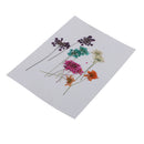 10 Pieces 1- 2cm Mini Real Pressed Dried Ammi majus Lace Flower For Resin Jewelry Pendant Bracelet Phone Case Scrapbooking Arts & Crafts DIY Cards Making