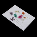 10 Pieces 1- 2cm Mini Real Pressed Dried Ammi majus Lace Flower For Resin Jewelry Pendant Bracelet Phone Case Scrapbooking Arts & Crafts DIY Cards Making