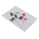 10 Pieces 1- 2cm Mini Real Pressed Dried Ammi majus Lace Flower For Resin Jewelry Pendant Bracelet Phone Case Scrapbooking Arts & Crafts DIY Cards Making