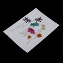 10 Pieces 1- 2cm Mini Real Pressed Dried Ammi majus Lace Flower For Resin Jewelry Pendant Bracelet Phone Case Scrapbooking Arts & Crafts DIY Cards Making