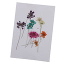 10 Pieces 1- 2cm Mini Real Pressed Dried Ammi majus Lace Flower For Resin Jewelry Pendant Bracelet Phone Case Scrapbooking Arts & Crafts DIY Cards Making