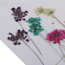 10 Pieces 1- 2cm Mini Real Pressed Dried Ammi majus Lace Flower For Resin Jewelry Pendant Bracelet Phone Case Scrapbooking Arts & Crafts DIY Cards Making