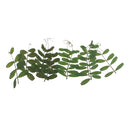 10 Pieces Pressed Dried Bean Leaves DIY Embellishments Card Making Crafts