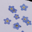 10 Piece Pressed Real Dried Flowers Forget Me Not for Resin Ornament Jewelry Making
