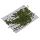12 Pieces Dried Flowers Real Pressed Balloon Vine Leaves DIY Resin Casting Craft Jewelry Findings Making