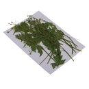 12 Pieces Dried Flowers Real Pressed Balloon Vine Leaves DIY Resin Casting Craft Jewelry Findings Making