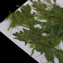 12 Pieces Dried Flowers Real Pressed Balloon Vine Leaves DIY Resin Casting Craft Jewelry Findings Making