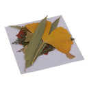 16 Pieces Natural Real Dried Flowers Leaves for Art Craft DIY Candle Ornament Resin Ornament Jewelry Making
