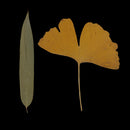 16 Pieces Natural Real Dried Flowers Leaves for Art Craft DIY Candle Ornament Resin Ornament Jewelry Making