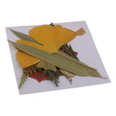 16 Pieces Natural Real Dried Flowers Leaves for Art Craft DIY Candle Ornament Resin Ornament Jewelry Making