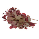 10 Pieces Natural Pressed Dried Flower Leaves For Epoxy Resin Pendant Necklace Ring Earrings Making Accessories