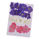20 Pieces Pressed Dried Flower Real Flower Delphinium Scrapbooking Embellishments for Jewelry Making DIY Ornament