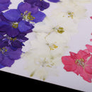 20 Pieces Pressed Dried Flower Real Flower Delphinium Scrapbooking Embellishments for Jewelry Making DIY Ornament