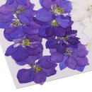 20 Pieces Pressed Dried Flower Real Flower Delphinium Scrapbooking Embellishments for Jewelry Making DIY Ornament