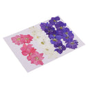 20 Pieces Pressed Dried Flower Real Flower Delphinium Scrapbooking Embellishments for Jewelry Making DIY Ornament