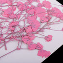 10 Pieces Beautiful Real Pressed Flowers Dried Flower Embellishments DIY Materials for Card Making Jewelry Resin Crafts Scrapbooking Art Crafts Accessories - Babysbreath, 10cm / 3.94inch