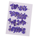 20 Pieces Beautiful Real Pressed Flowers Floral Embellishments for Handmade Card Making Scrapbooking Art Crafts Home Wedding Decor Phone Cover Making, Gaura Lindheimeri, 2 - 2.5cm / 0.79 - 0.98inches