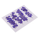 20 Pieces Beautiful Real Pressed Flowers Floral Embellishments for Handmade Card Making Scrapbooking Art Crafts Home Wedding Decor Phone Cover Making, Gaura Lindheimeri, 2 - 2.5cm / 0.79 - 0.98inches