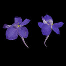 20 Pieces Beautiful Real Pressed Flowers Floral Embellishments for Handmade Card Making Scrapbooking Art Crafts Home Wedding Decor Phone Cover Making, Gaura Lindheimeri, 2 - 2.5cm / 0.79 - 0.98inches