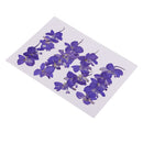20 Pieces Beautiful Real Pressed Flowers Floral Embellishments for Handmade Card Making Scrapbooking Art Crafts Home Wedding Decor Phone Cover Making, Gaura Lindheimeri, 2 - 2.5cm / 0.79 - 0.98inches