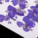 20 Pieces Beautiful Real Pressed Flowers Floral Embellishments for Handmade Card Making Scrapbooking Art Crafts Home Wedding Decor Phone Cover Making, Gaura Lindheimeri, 2 - 2.5cm / 0.79 - 0.98inches