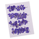 20 Pieces Beautiful Real Pressed Flowers Floral Embellishments for Handmade Card Making Scrapbooking Art Crafts Home Wedding Decor Phone Cover Making, Gaura Lindheimeri, 2 - 2.5cm / 0.79 - 0.98inches