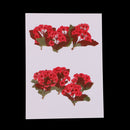 10 Pieces Natural Real Red Flower Pressed Dried Flowers for DIY Ornament Craft Jewelry Making Pendants Charms