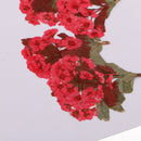 10 Pieces Natural Real Red Flower Pressed Dried Flowers for DIY Ornament Craft Jewelry Making Pendants Charms