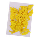10 Pieces Natural Dried Pressed Flower Dyed for Miniature Herbarium Craft DIY Scrapbooking and Card Making Crafts