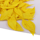 10 Pieces Natural Dried Pressed Flower Dyed for Miniature Herbarium Craft DIY Scrapbooking and Card Making Crafts