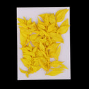 10 Pieces Natural Dried Pressed Flower Dyed for Miniature Herbarium Craft DIY Scrapbooking and Card Making Crafts
