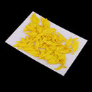 10 Pieces Natural Dried Pressed Flower Dyed for Miniature Herbarium Craft DIY Scrapbooking and Card Making Crafts