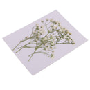 Pack of 10 Real Pressed Dried Flowers Natural Dry Babys Breath Flowers DIY Making Card Handmade Jewelry Resin Crafts Scrapbooking Art Crafts Accessories