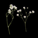 Pack of 10 Real Pressed Dried Flowers Natural Dry Babys Breath Flowers DIY Making Card Handmade Jewelry Resin Crafts Scrapbooking Art Crafts Accessories